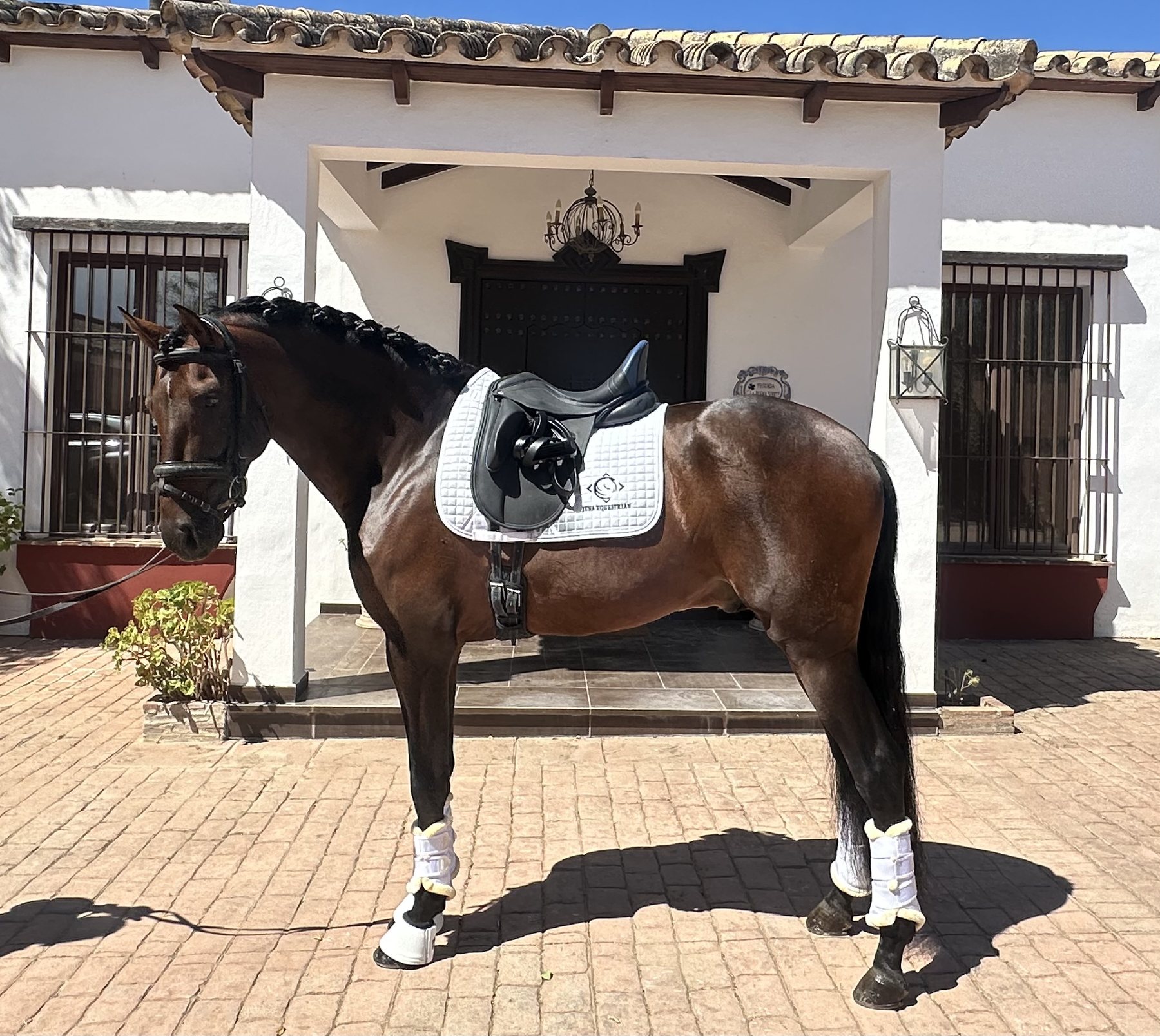Abogado JP, PRE Stallion