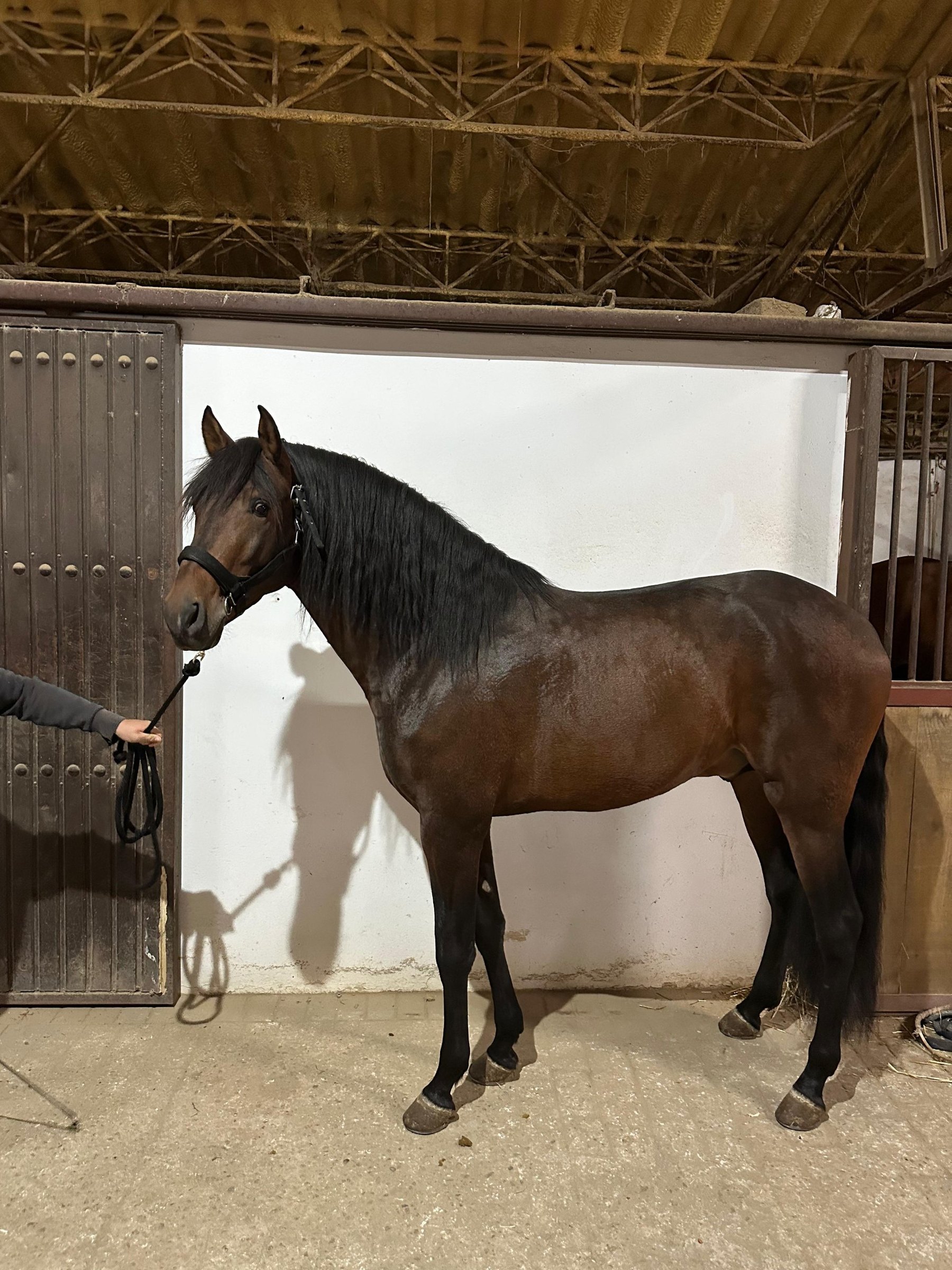 Abogado JP, PRE Stallion