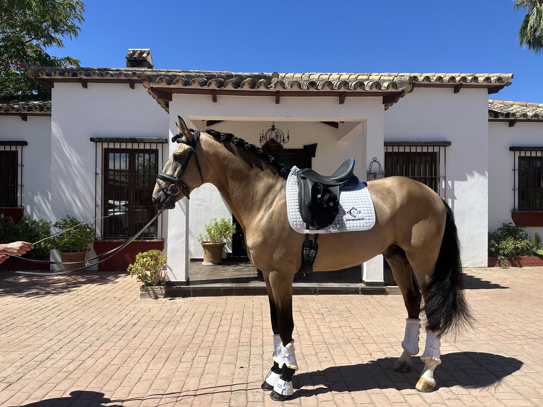 Cortés AG, a buckskin PRE stallion, saddled in the courtyard at La Herradura