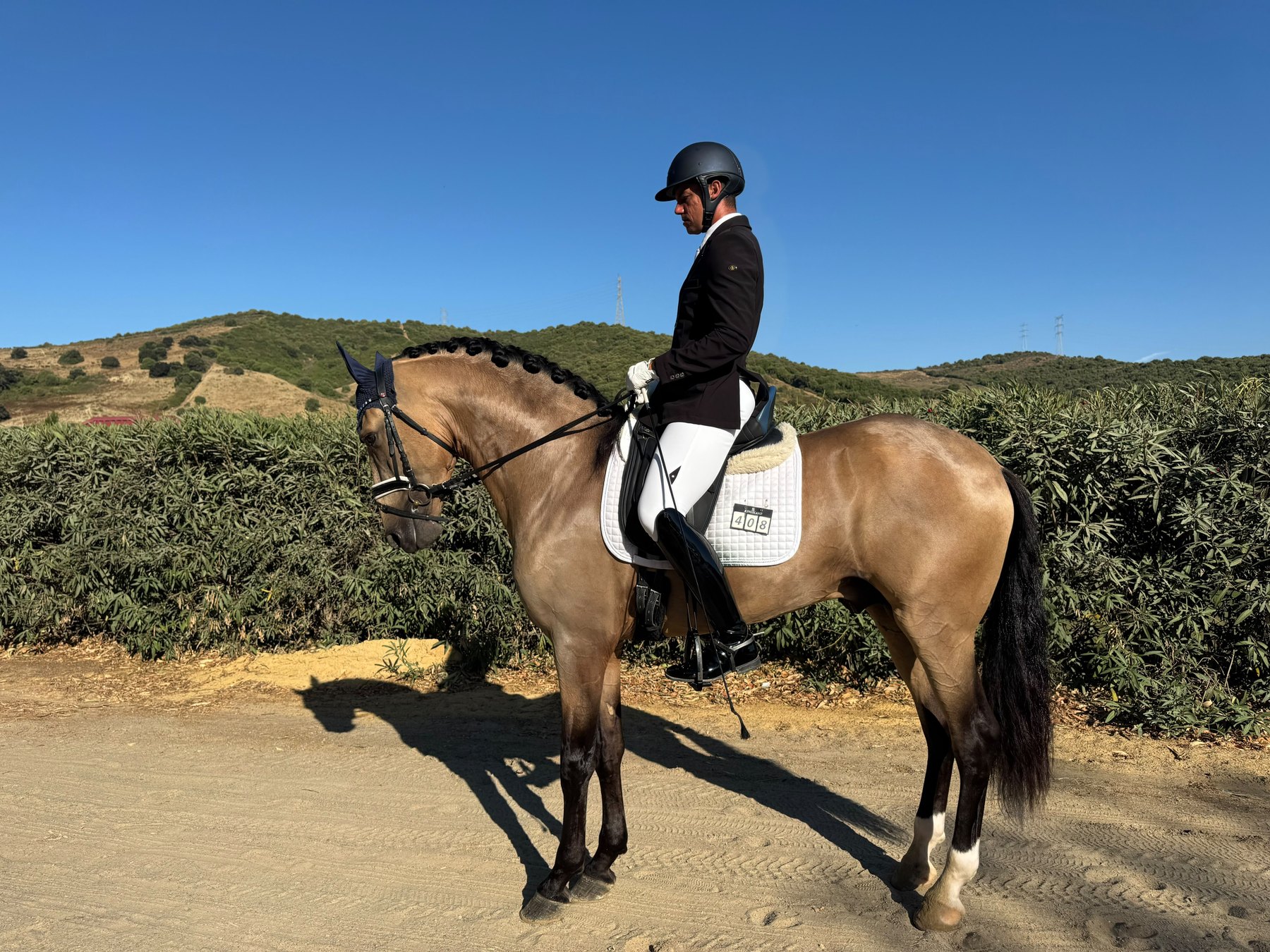 Cortés AG, PRE Stallion