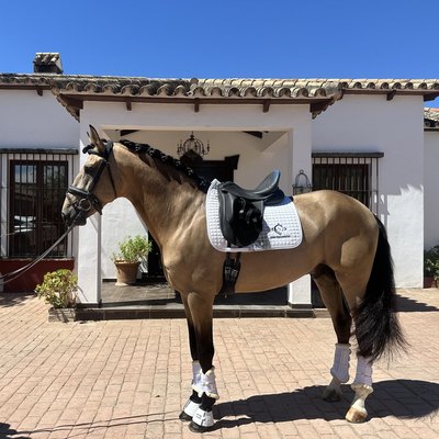 Cortés AG