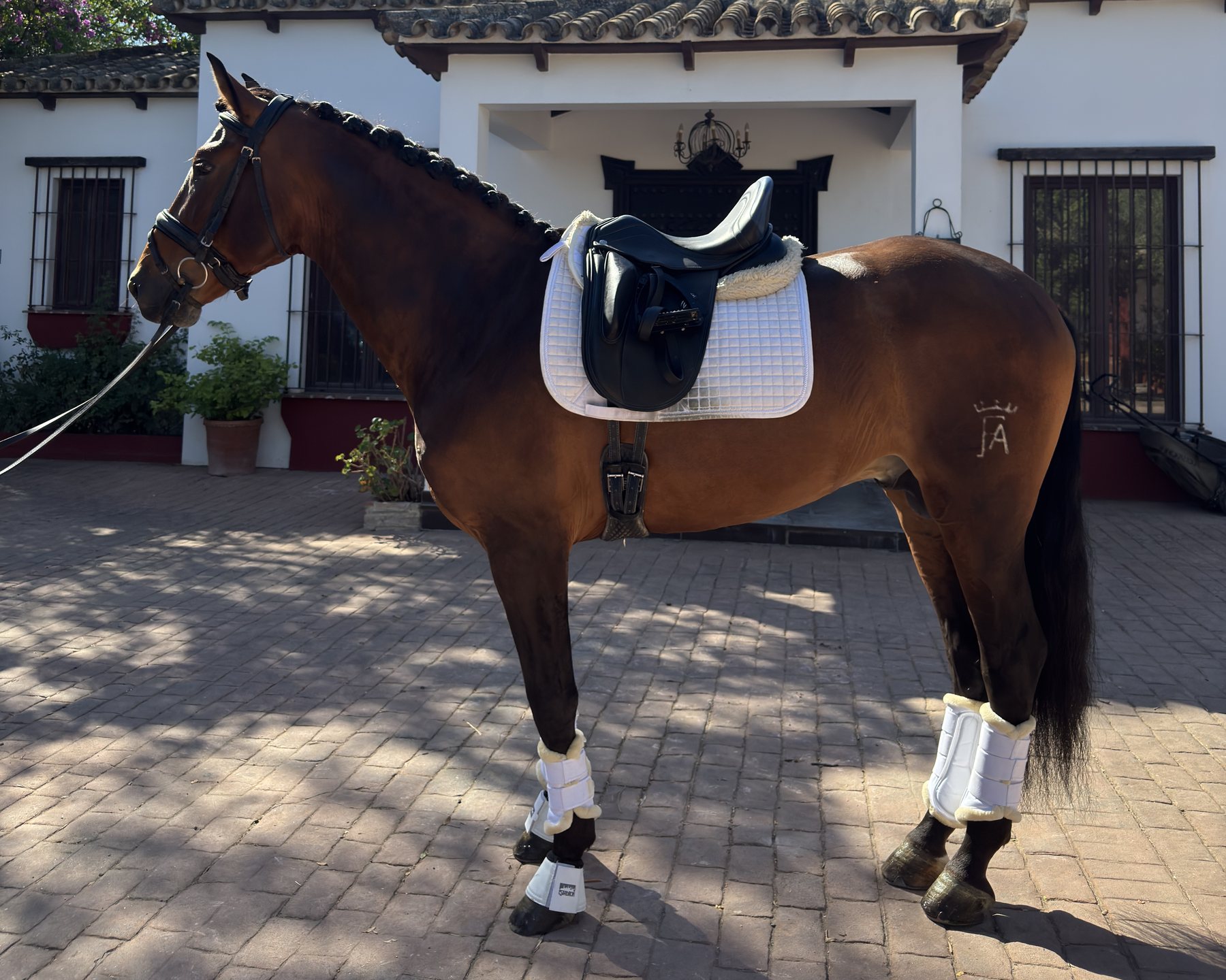 Lanzanillo Torreluna, PRE Stallion