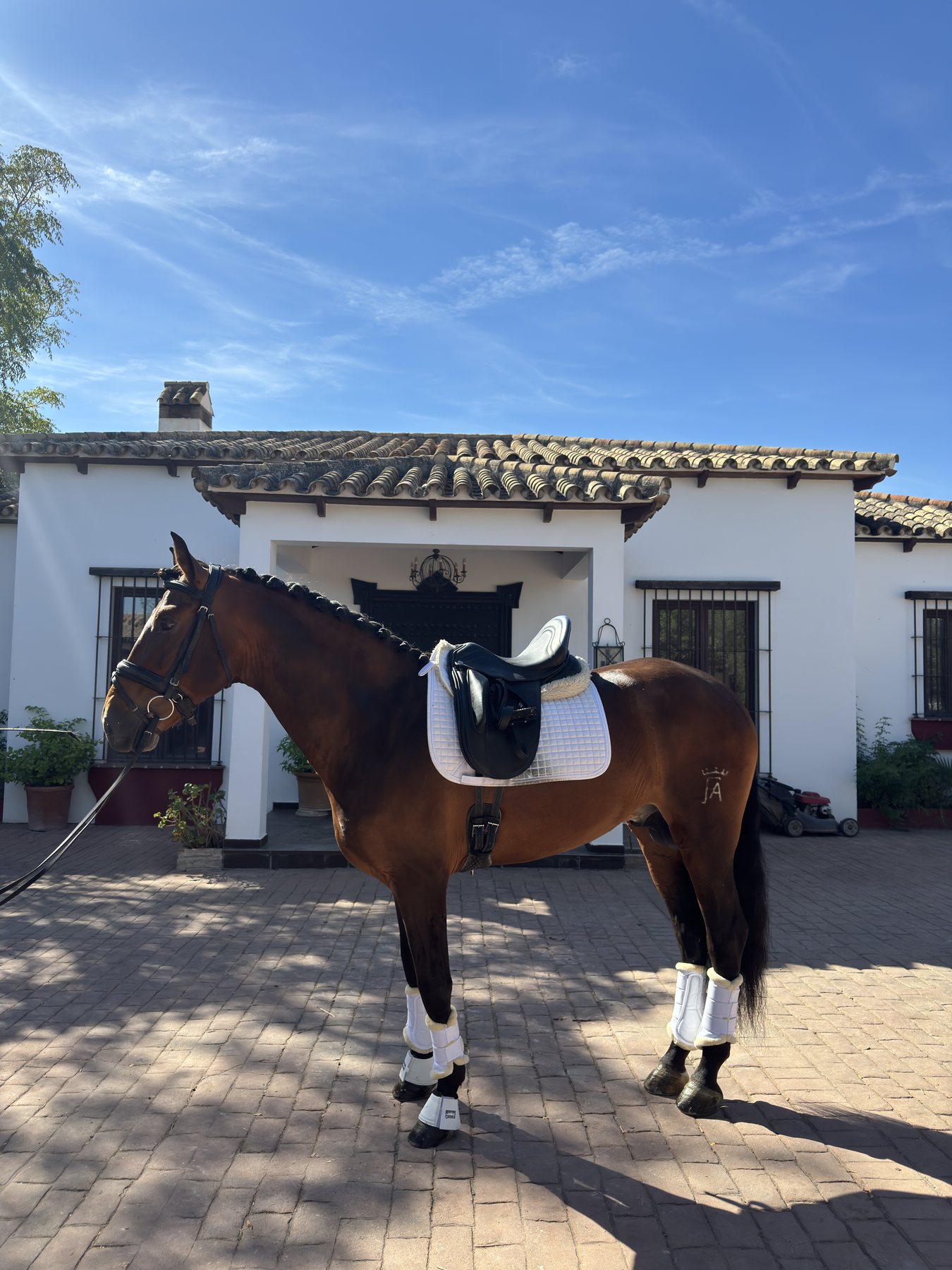 Lanzanillo Torreluna, PRE Stallion