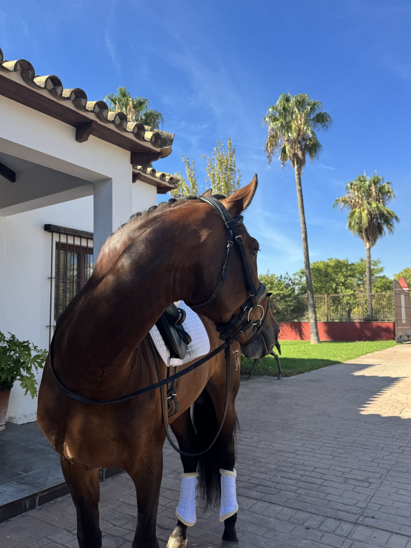 Lanzanillo Torreluna, PRE Stallion