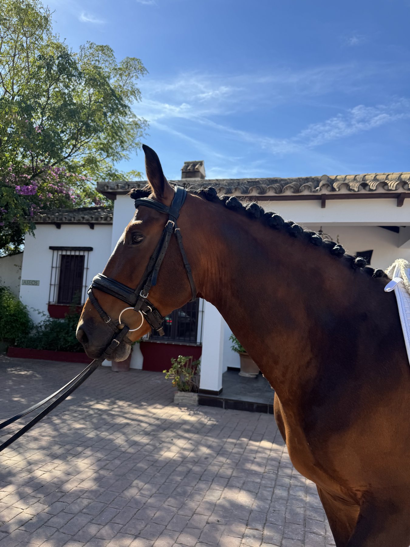 Lanzanillo Torreluna, PRE Stallion