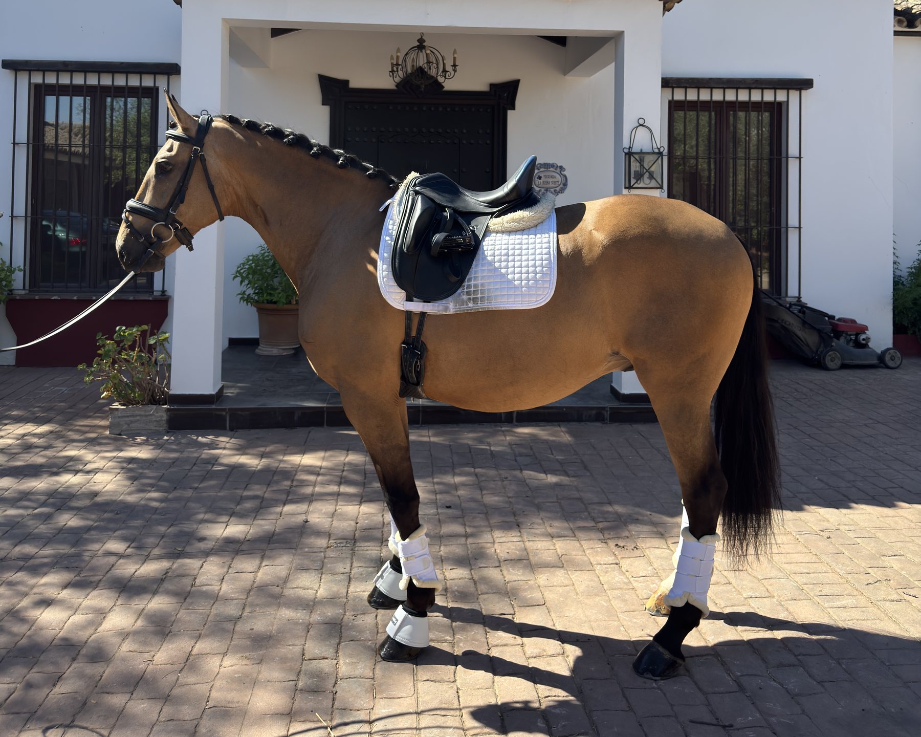 Padilla D'Ornellas, Lusitano Gelding