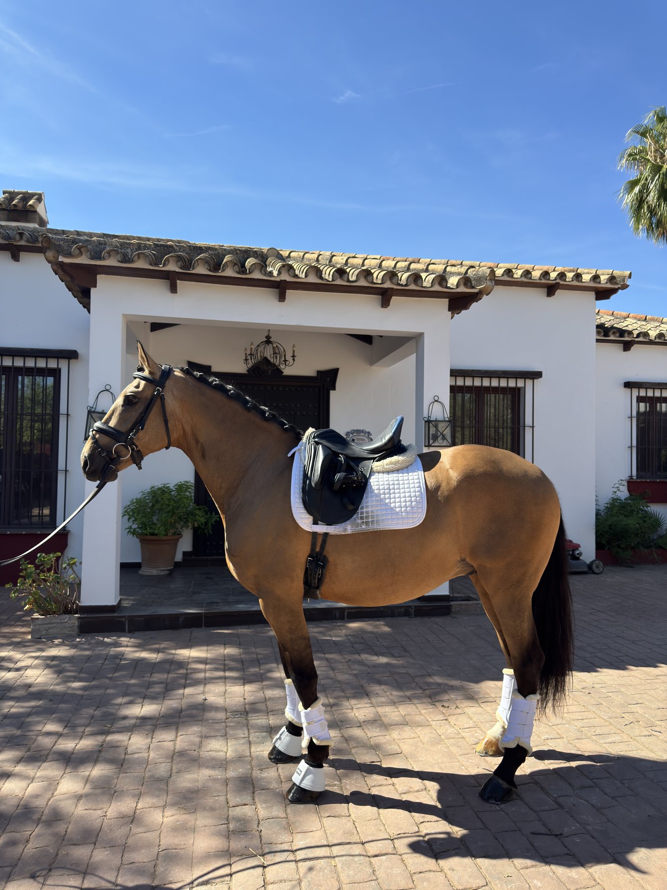 Padilla D'Ornellas, Lusitano Gelding