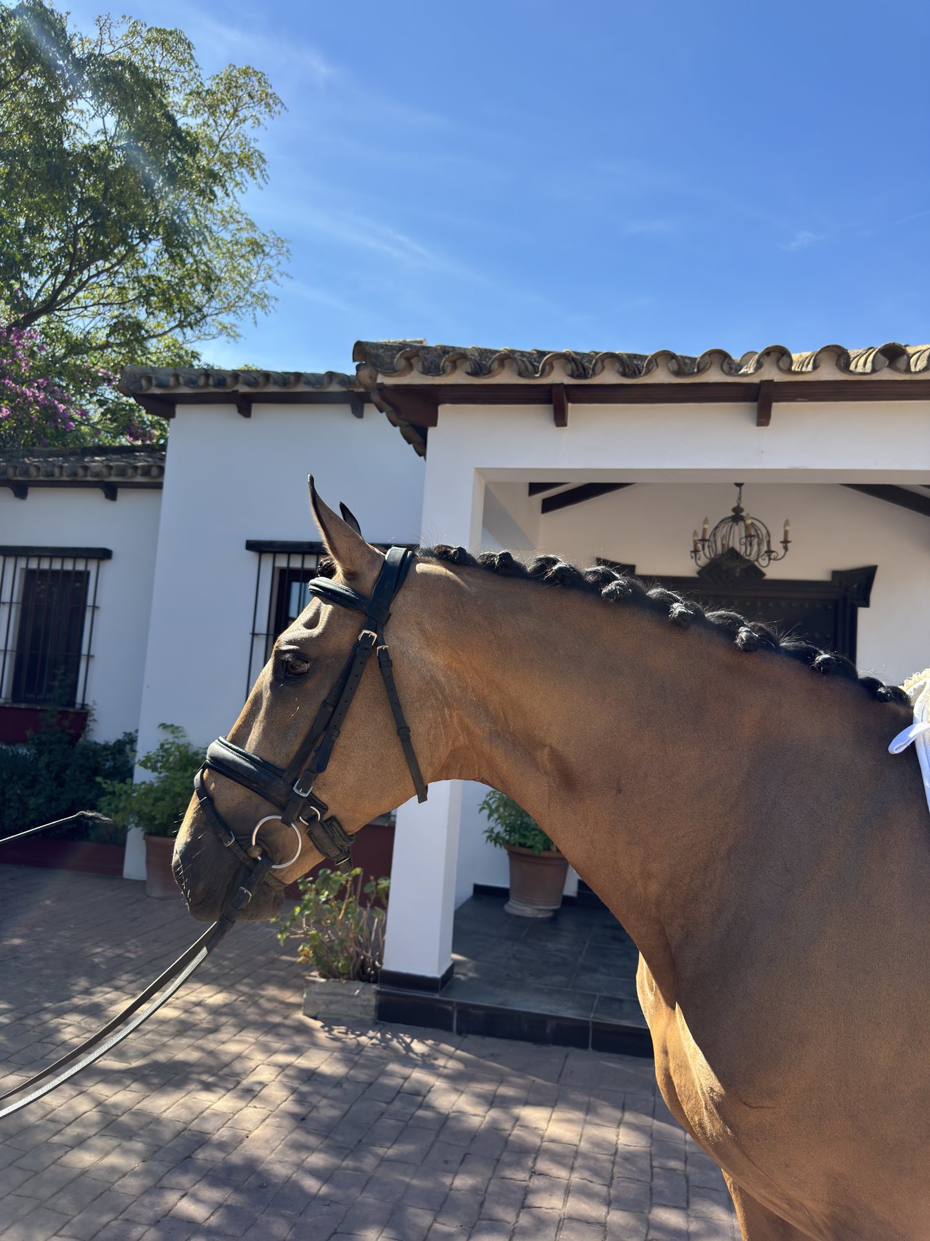 Padilla D'Ornellas, Lusitano Gelding