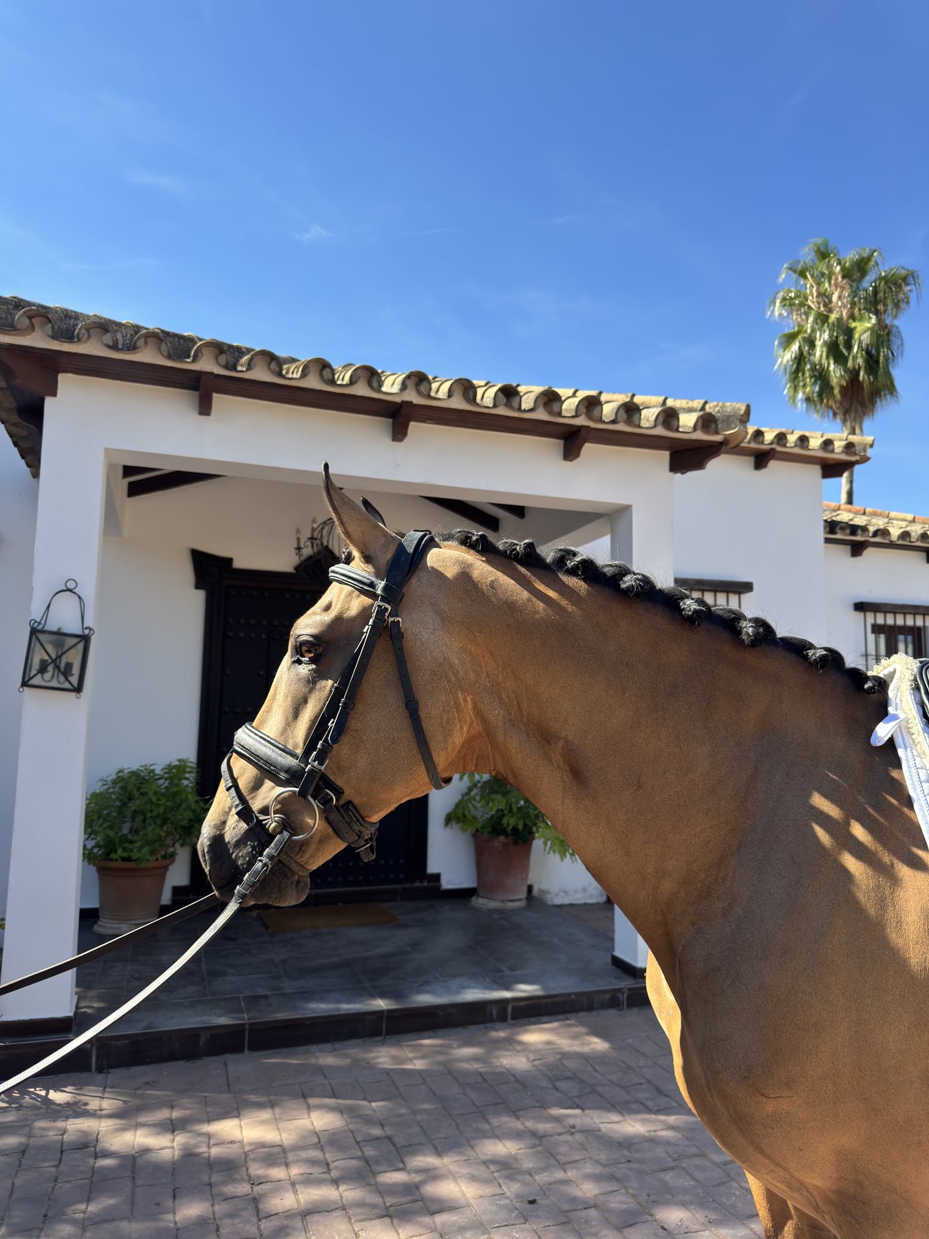Padilla D'Ornellas, Lusitano Gelding