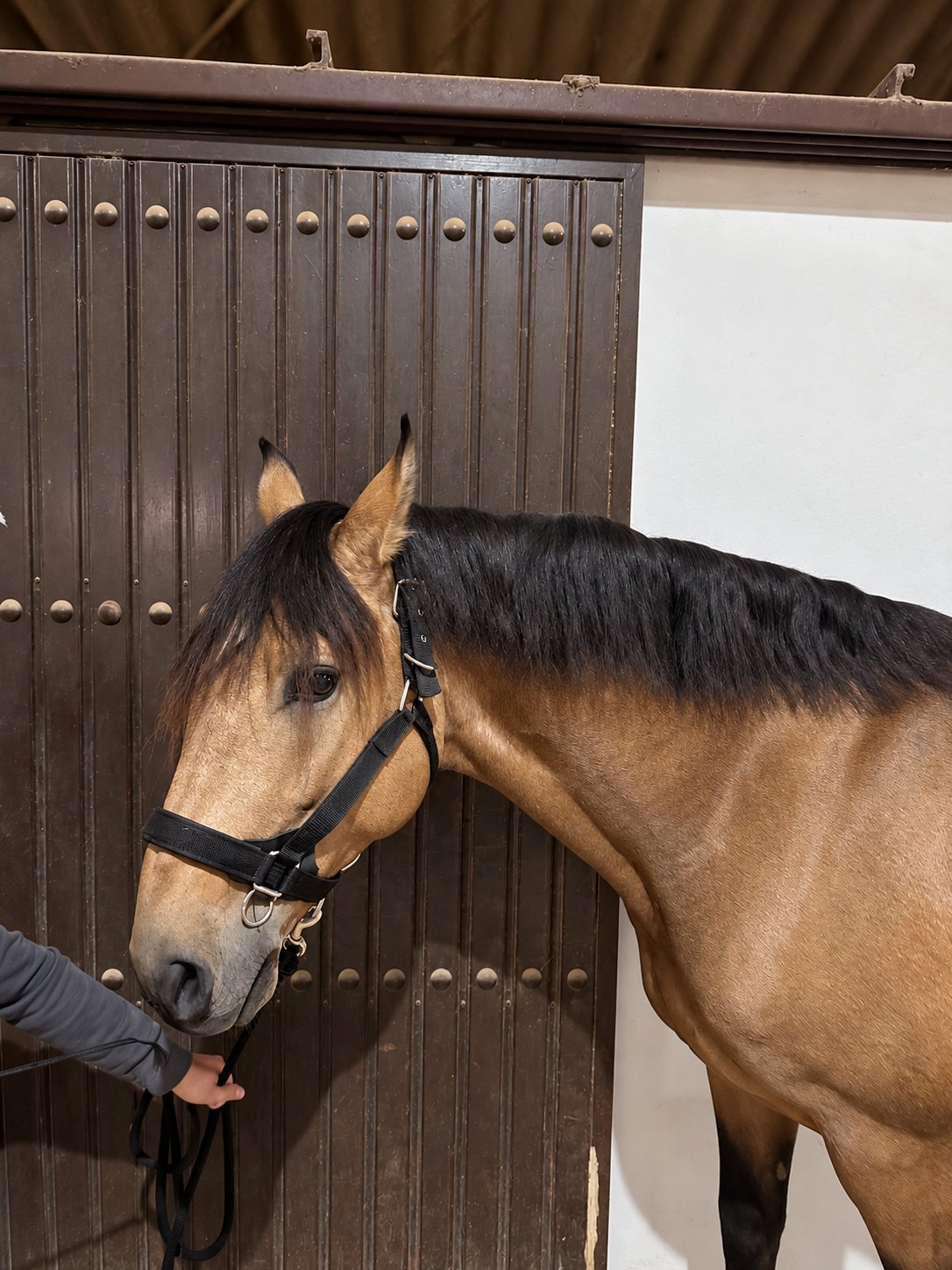 Padilla D'Ornellas, Lusitano Gelding