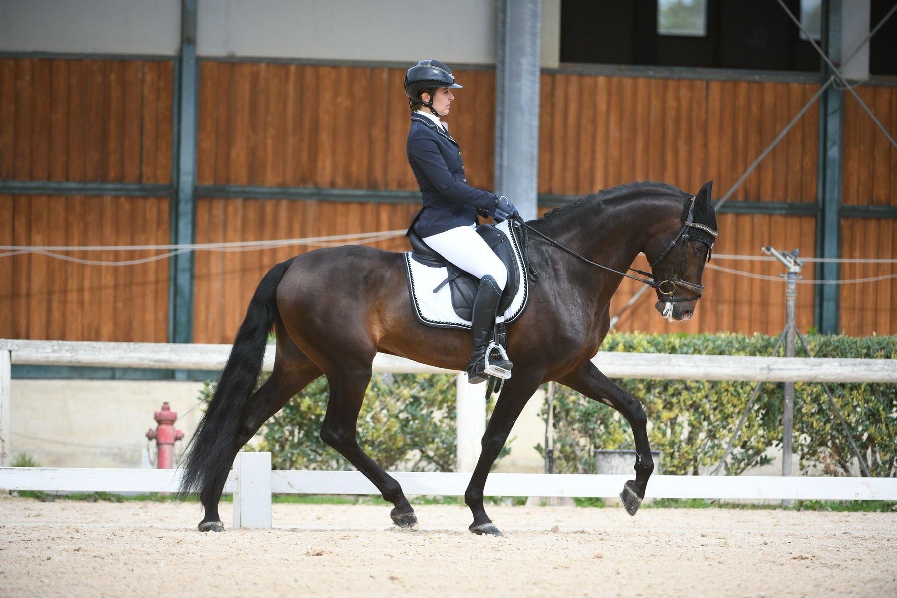 Perdigón de Flo, PRE Stallion