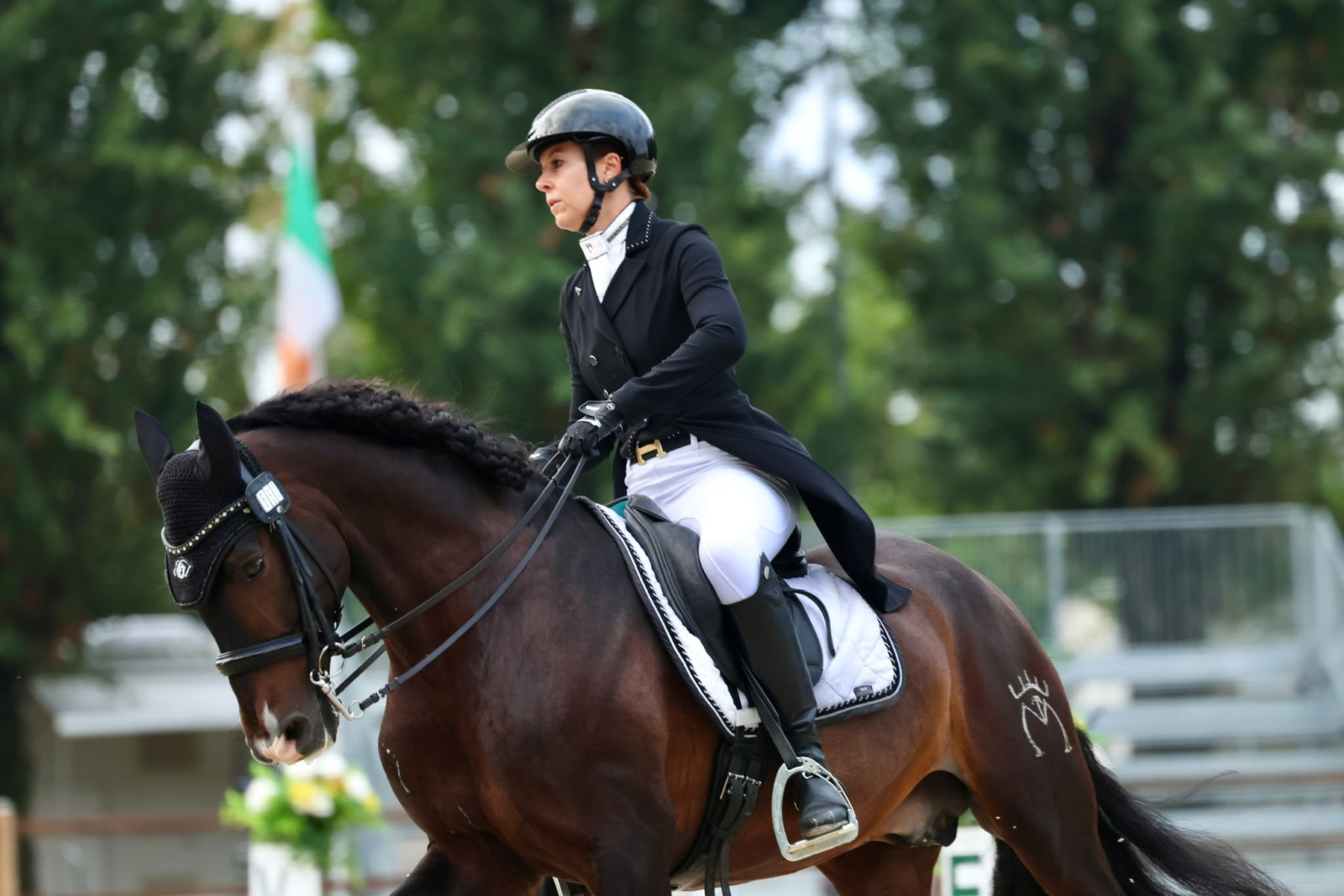 Perdigón de Flo, PRE Stallion