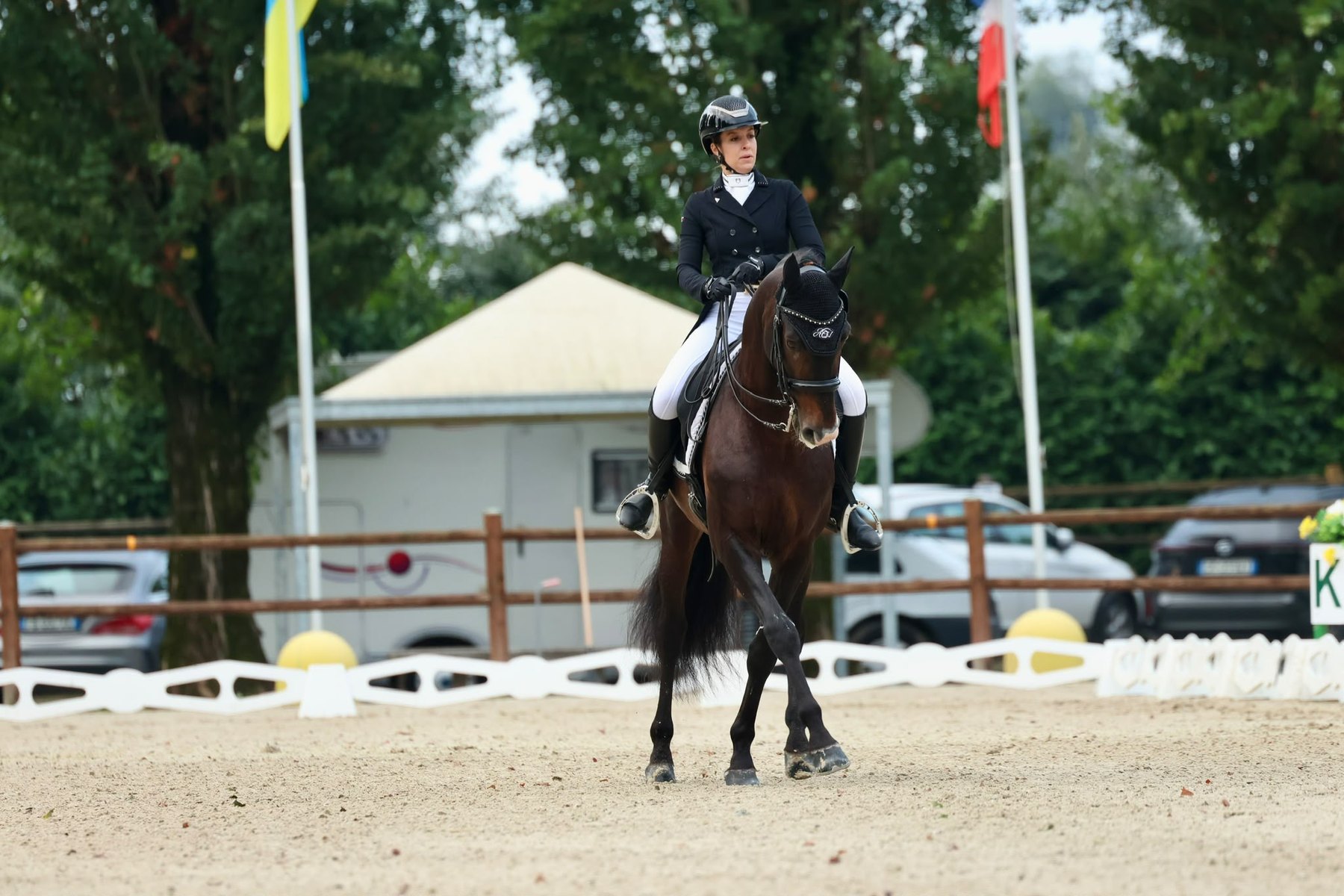Perdigón de Flo, PRE Stallion