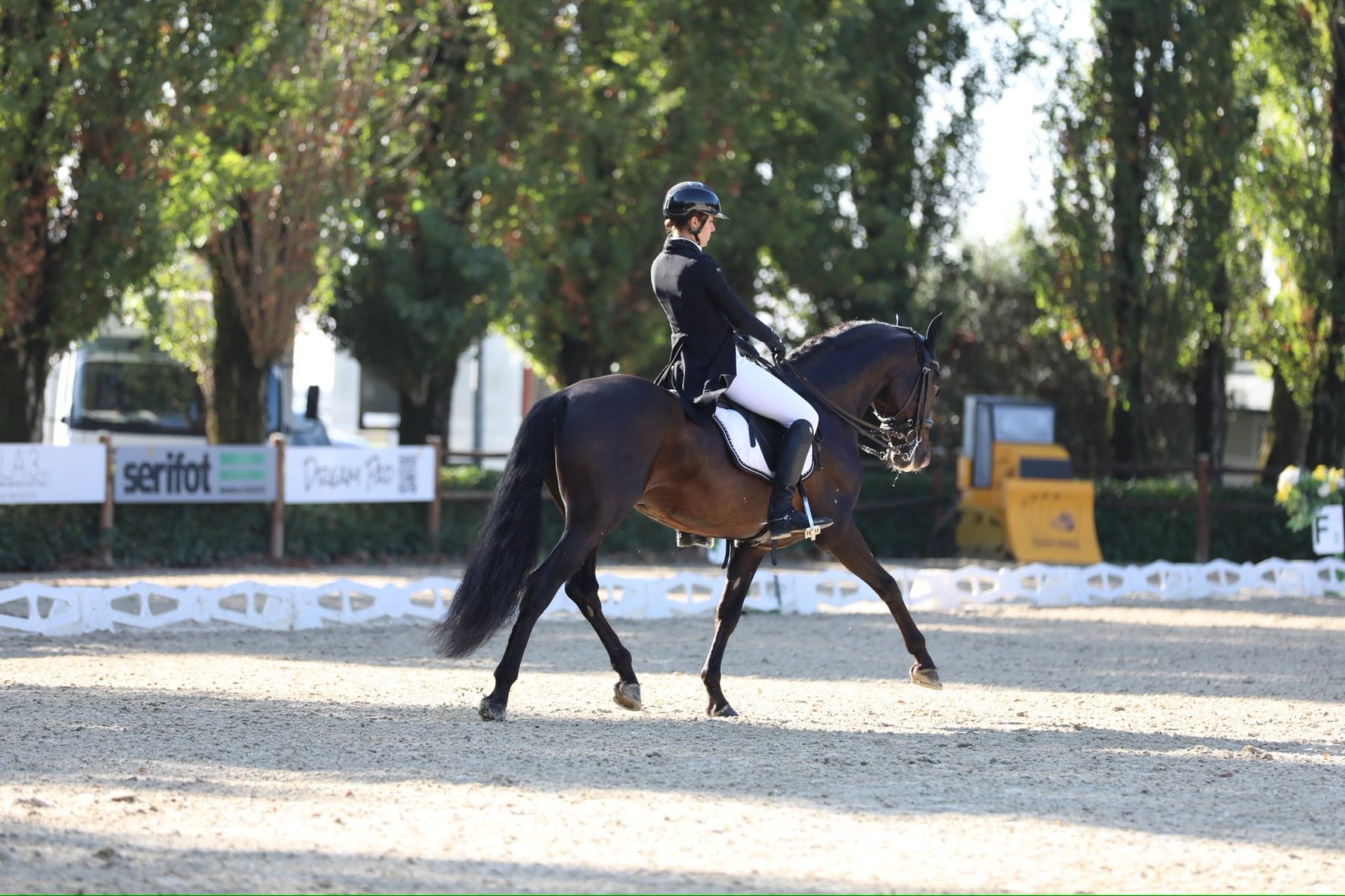 Perdigón de Flo, PRE Stallion