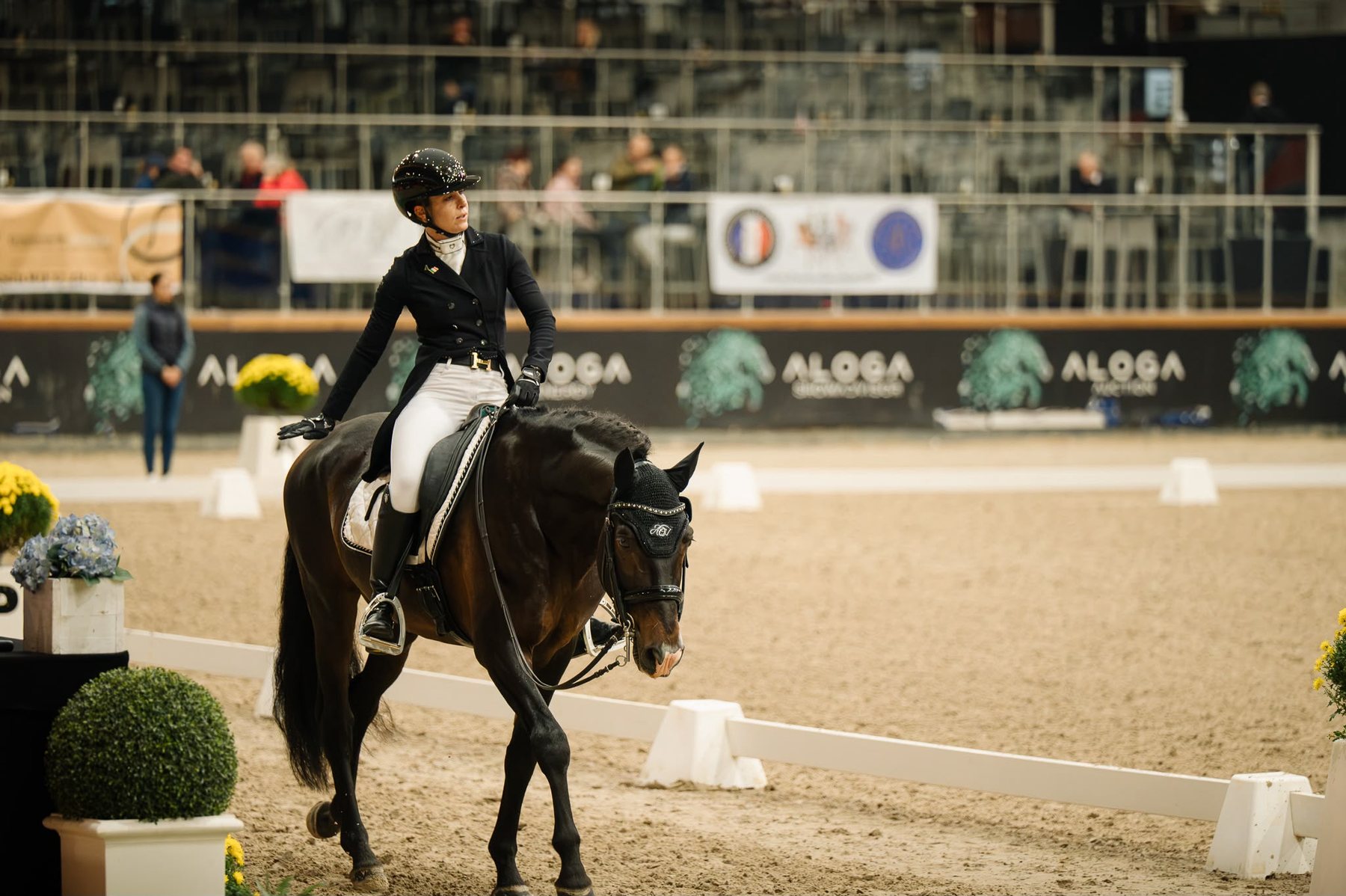 Perdigón de Flo, PRE Stallion