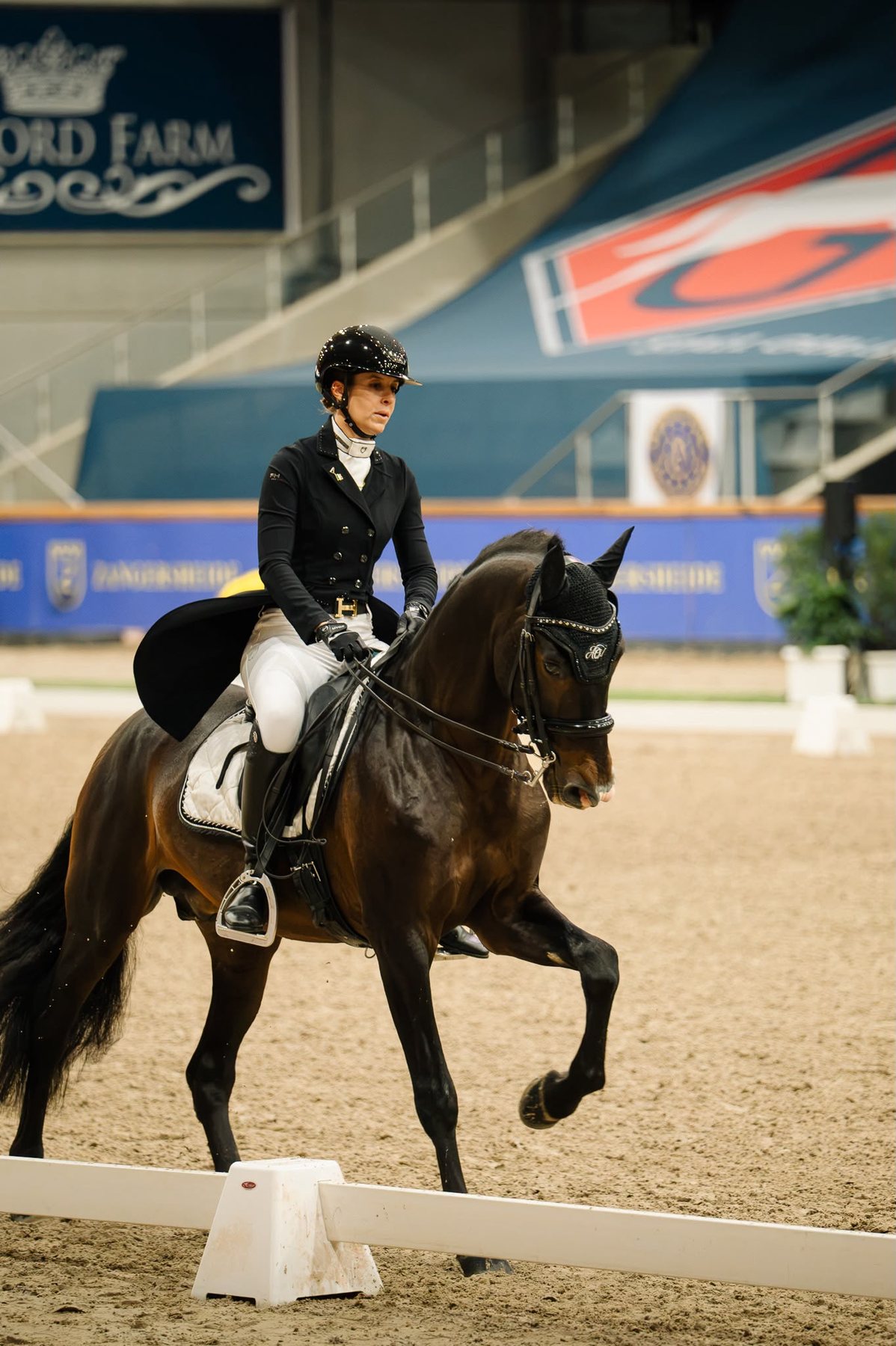 Perdigón de Flo, PRE Stallion