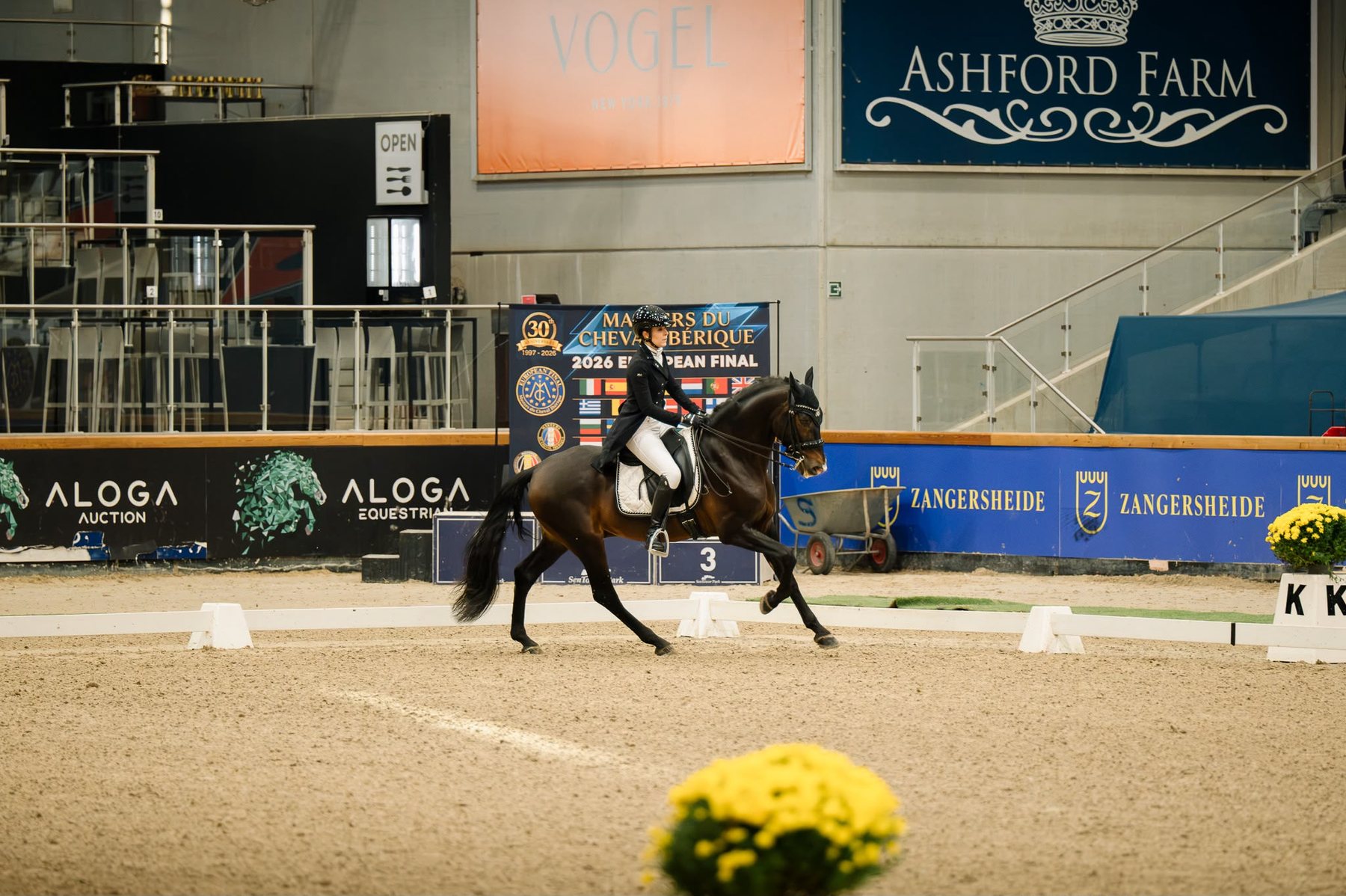 Perdigón de Flo, PRE Stallion