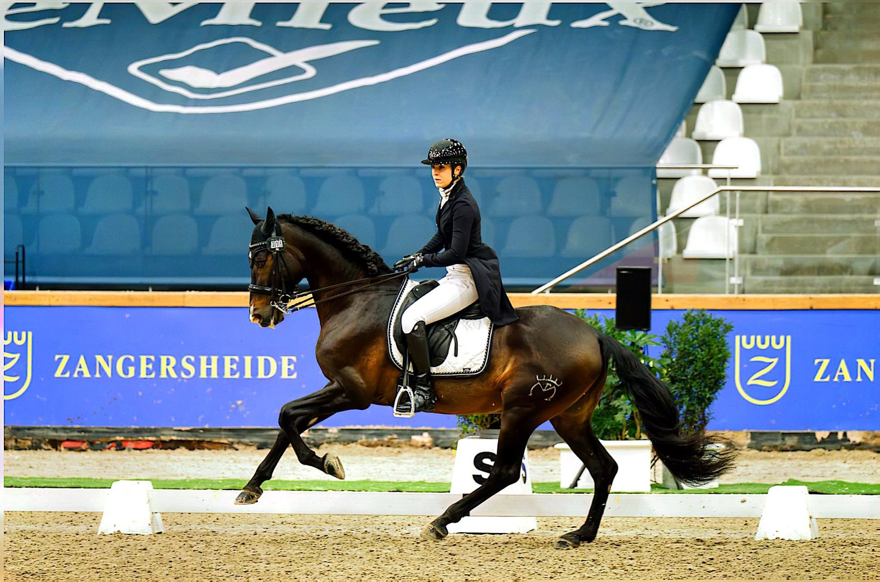 Perdigón de Flo, PRE Stallion