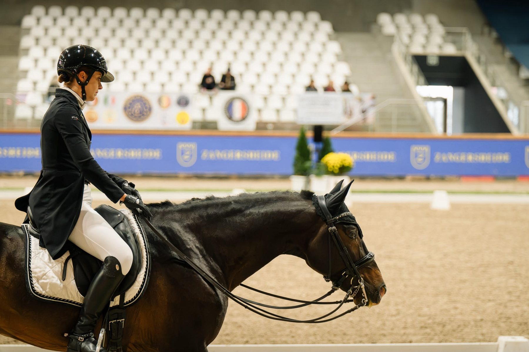 Perdigón de Flo, PRE Stallion