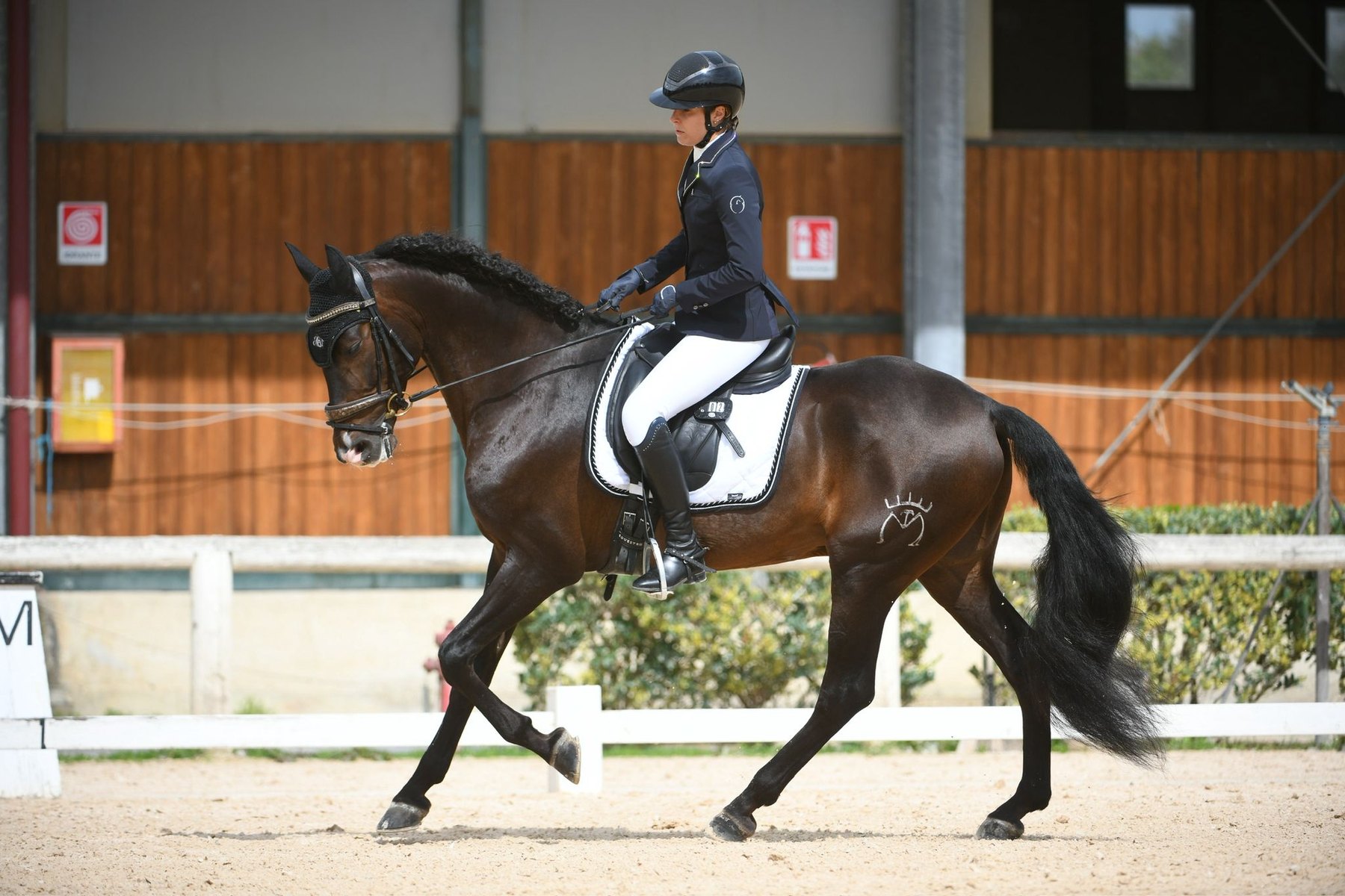 Perdigón de Flo, PRE Stallion