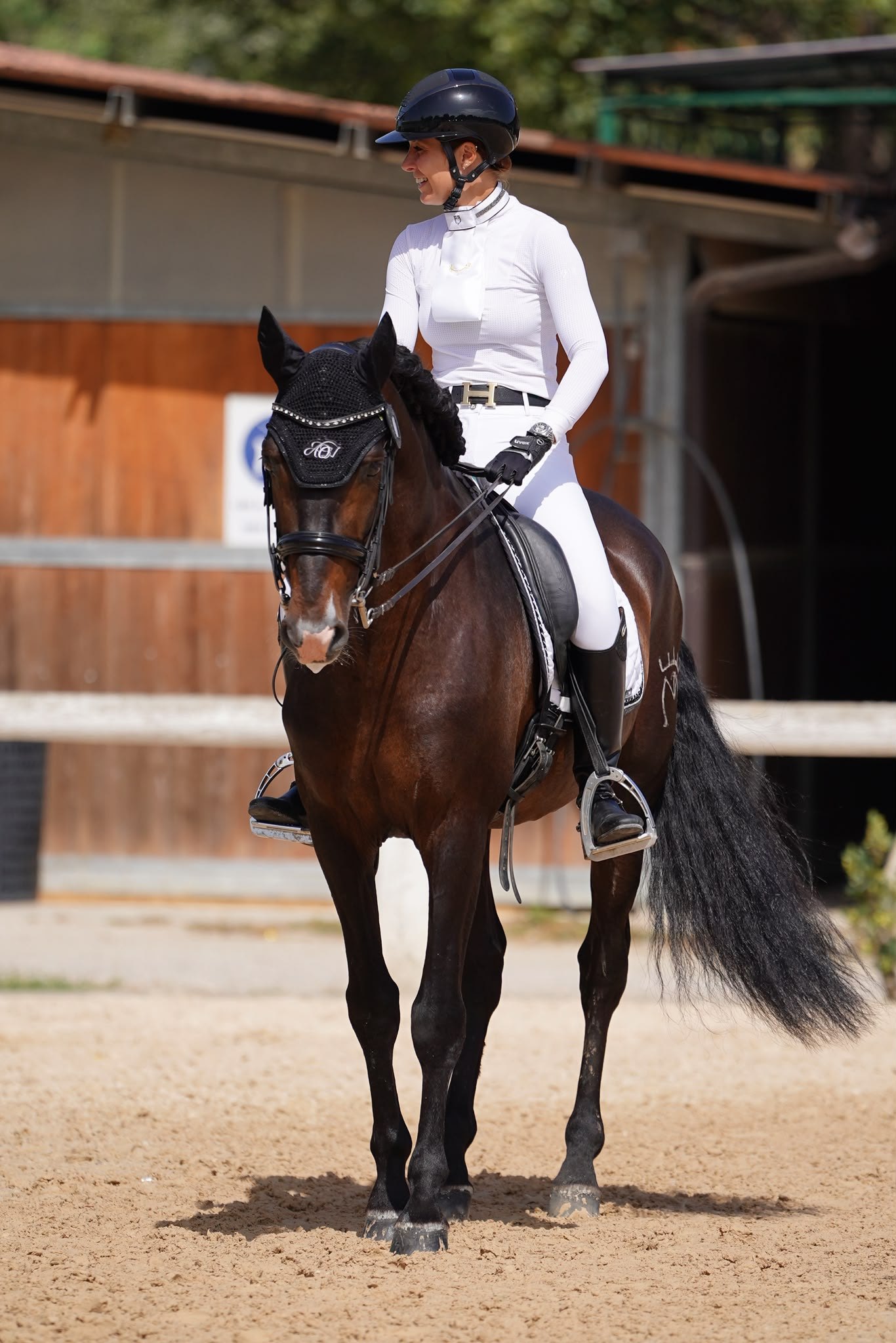 Perdigón de Flo, PRE Stallion