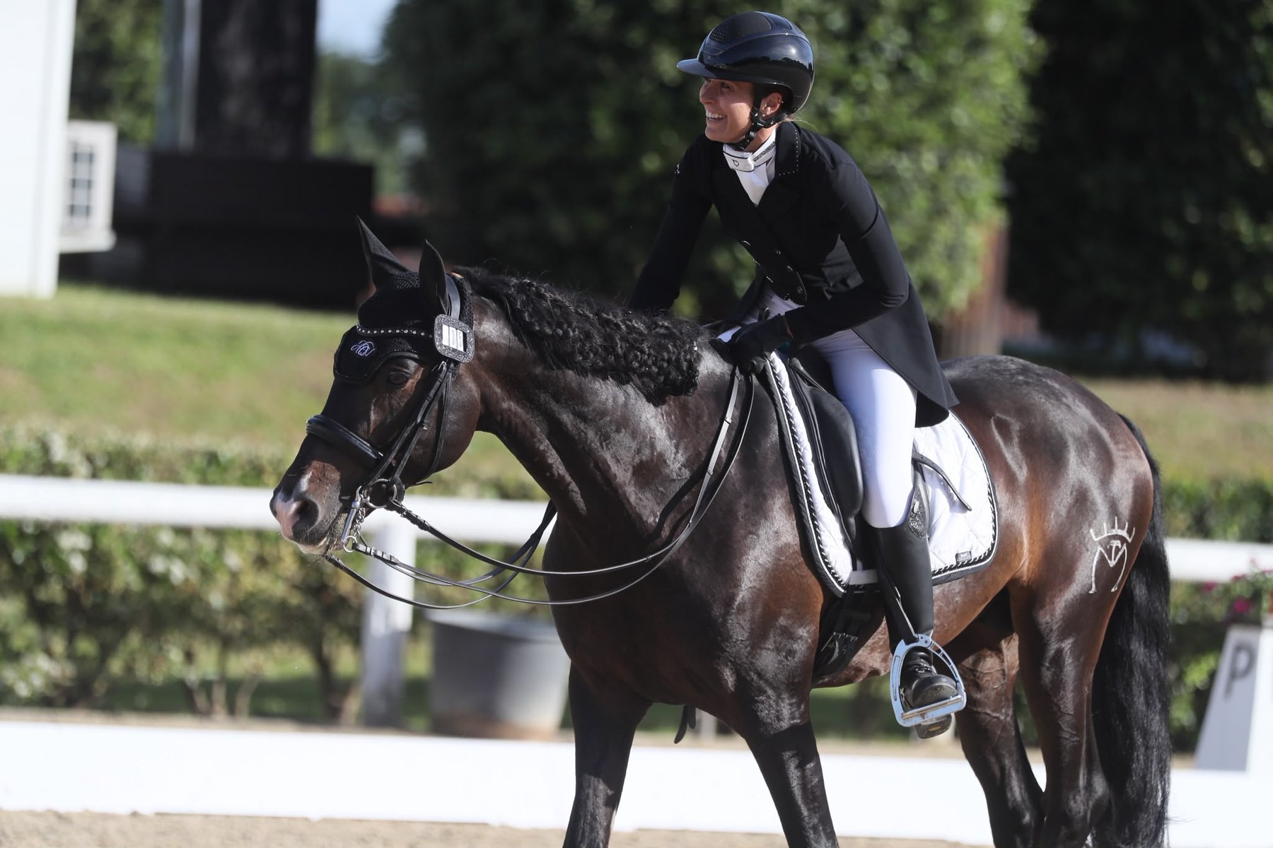 Perdigón de Flo, PRE Stallion