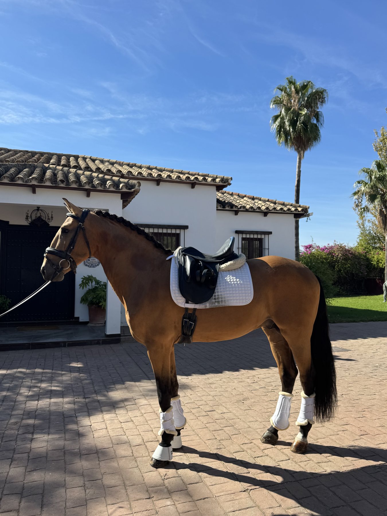 Piri-Piri D'Pomares, Lusitano Stallion