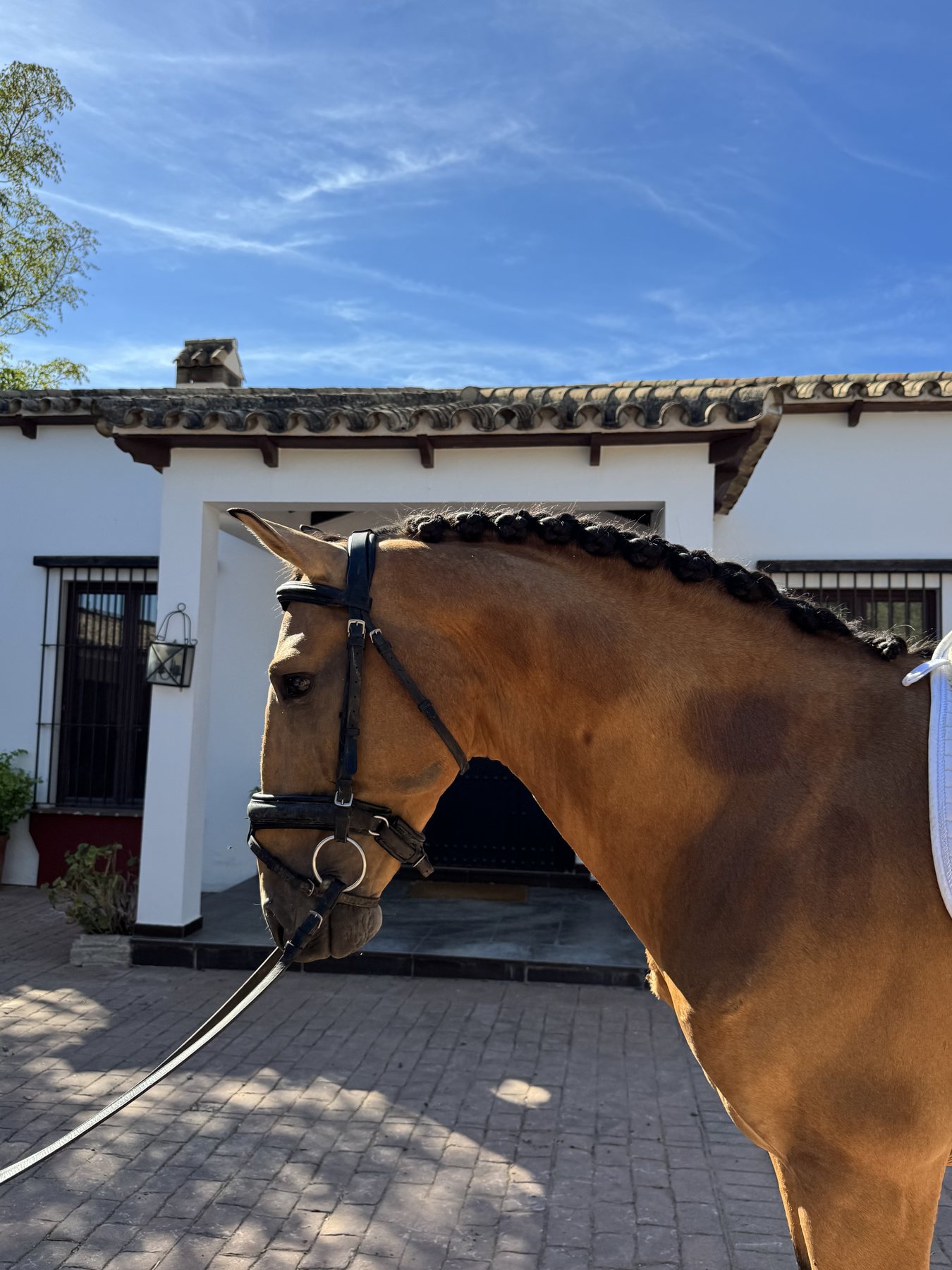 Piri-Piri D'Pomares, Lusitano Stallion