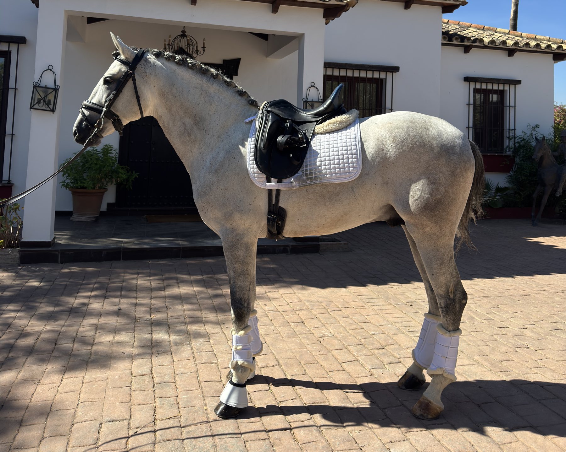 Zagal Aran, PRE Stallion