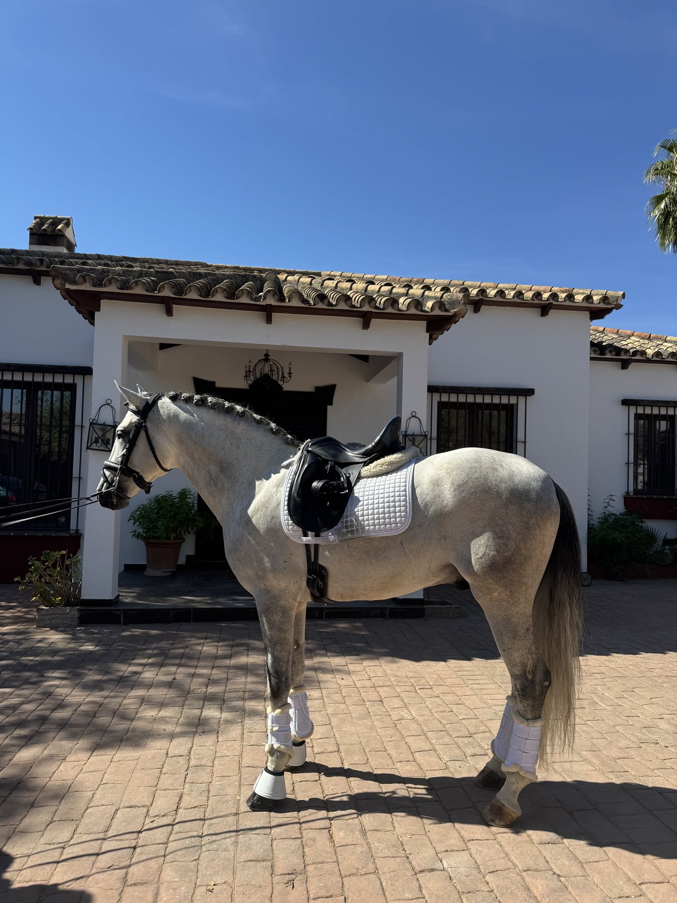 Zagal Aran, PRE Stallion