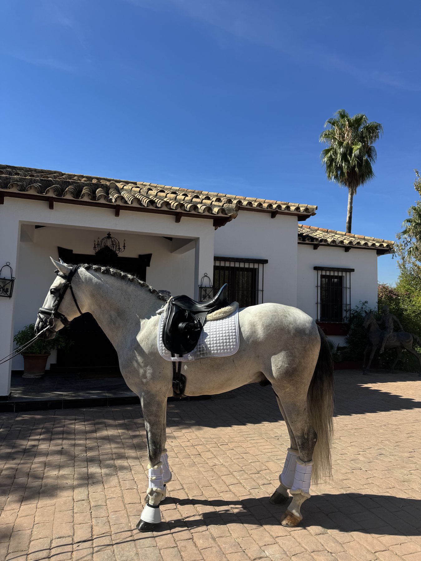 Zagal Aran, PRE Stallion