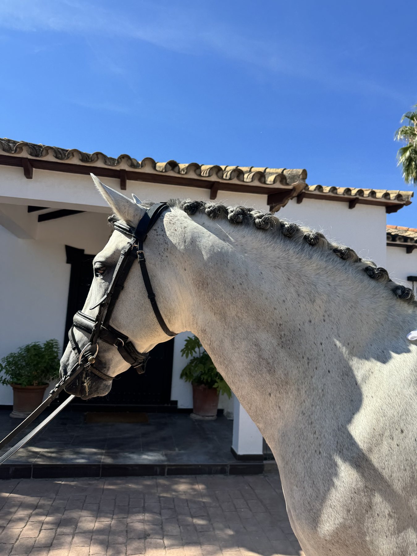 Zagal Aran, PRE Stallion