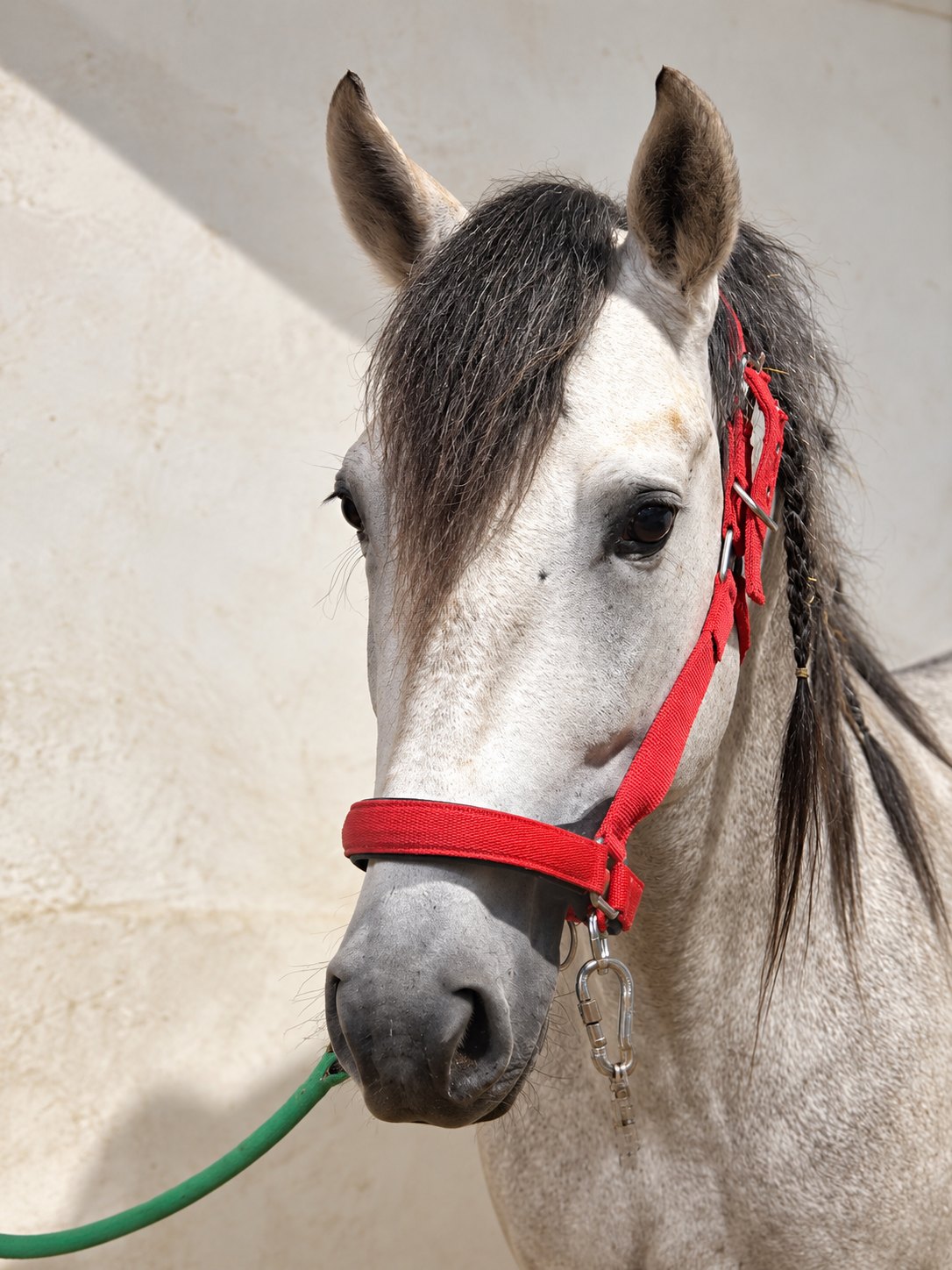 Zagal Aran, PRE Stallion